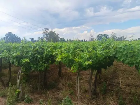 Venta de Finca en Producción Colonia Segovia