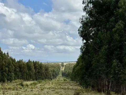 Campo - Venta - Uruguay, Maldonado
