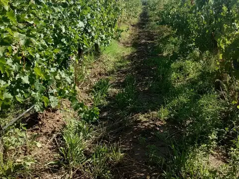 Finca en Venta en Ugarteche, Luján de Cuyo