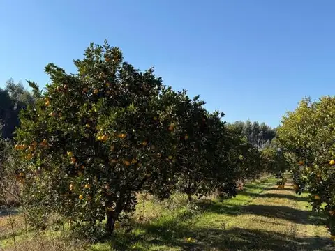 Campo en venta Ruta 14, Concordia (Entre Ríos)