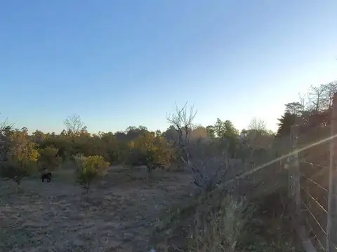 Quinta - Venta - Argentina, Concordia - 25 DE MAYO 4800