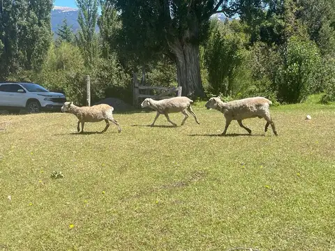 Perico Catalan