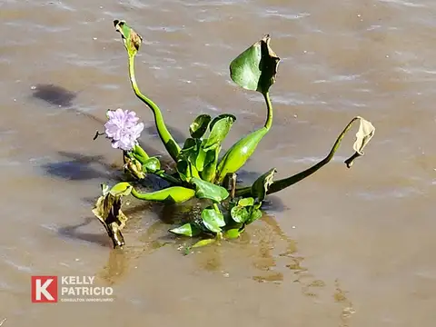 Villa Paranacito - Isla 9