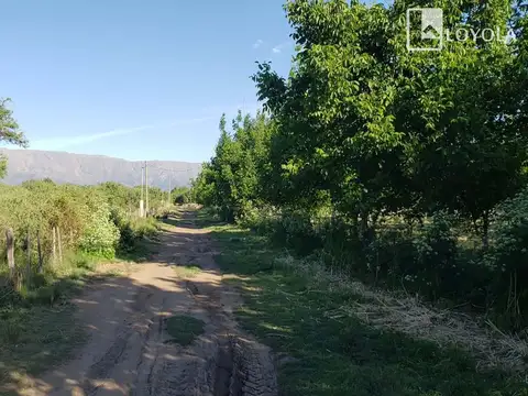 Campo en Venta Frutícola