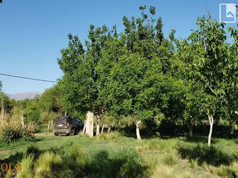 Campo en Venta Frutícola