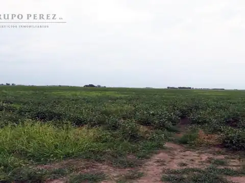 Oportunidad en Saladillo: 488 Has con Casa y Silos – Ruta 91 km 20
