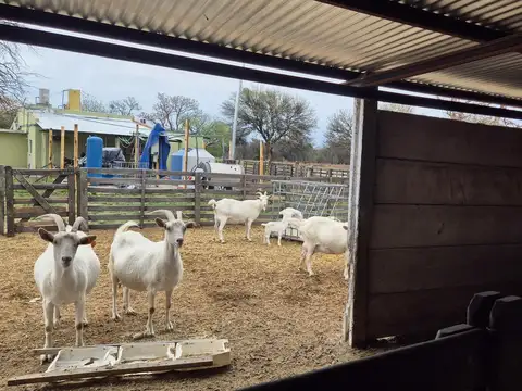 Venta Campo 26 ha en Concaran San Luis