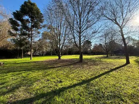 Terreno-Venta-Asfalto-Arboles-20 De Junio