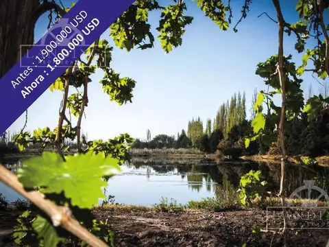 Campo - Finca Productiva de primer nivel, Mendoza, 80 hectareas