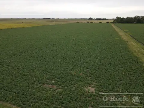 Campo en venta 360 Has en Bavio, Magdalena . Suelo 80 % agrícola.