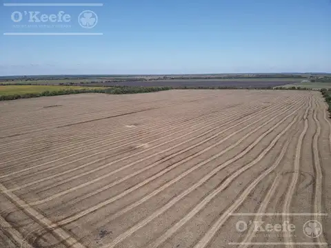 Campo en venta 360 Has en Bavio. Suelo 80 % agrícola.