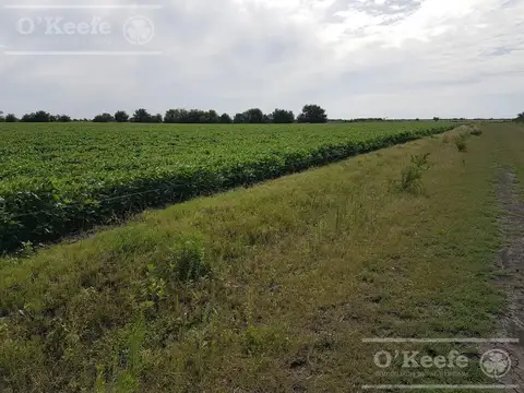 Campo en venta 360 Has en Bavio, Magdalena . Suelo 80 % agrícola.