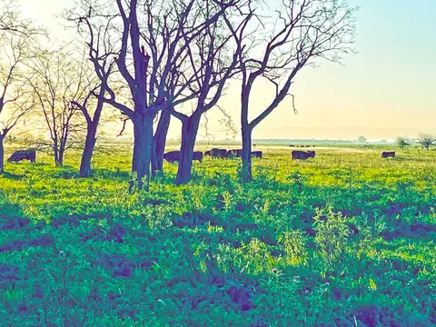 Campo en Venta de 220  ha