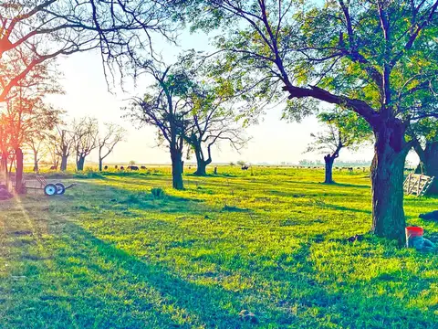 Campo en Venta Agrícola