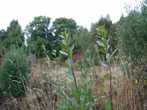 CALLEJON DE GINGIN 32 Hectáreas al 100