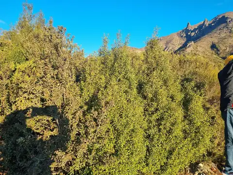 De Las Madreselvas Y De Las Melosas 100
