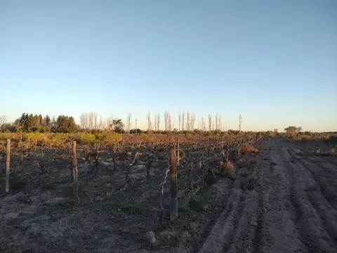 VENTA FINCA 75 Ha c/pozo - La Dormida