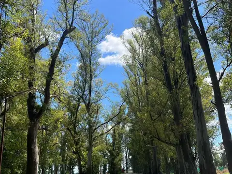 Los Tres Pinos