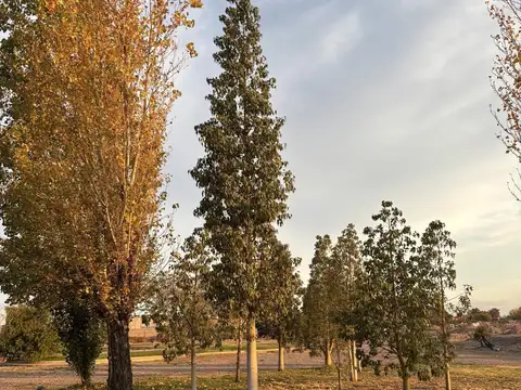 Barrio El Bosque - calle Don Bosco