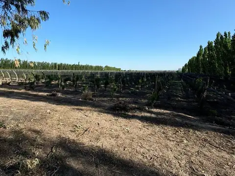 Atuel norte san Rafael Mendoza calle 11 y calle larga vieja es la dirección