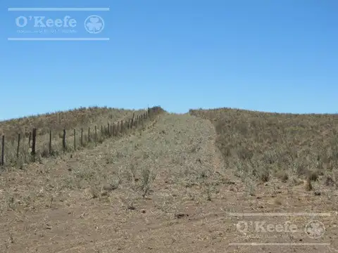 Campo en venta de 28.000  Has en Gral Alvear, Mendoza. Armado de Cría/Recría