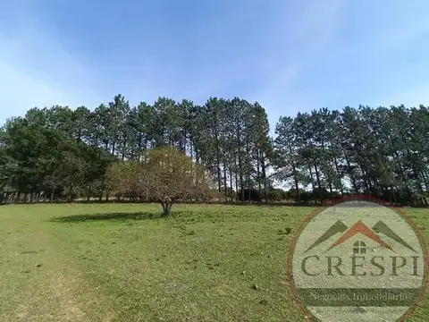 CAMPO 50 HAS + LUZ + AGUA