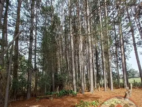 CAMPO 50 HAS + LUZ + AGUA