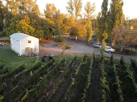 constantini