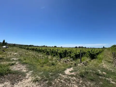 VENTA DE CAMPO/FINCA MALBEC 10HS TUPUNGATO MENDOZA