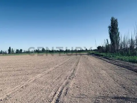 Finca en Venta en Lavalle, Mendoza.