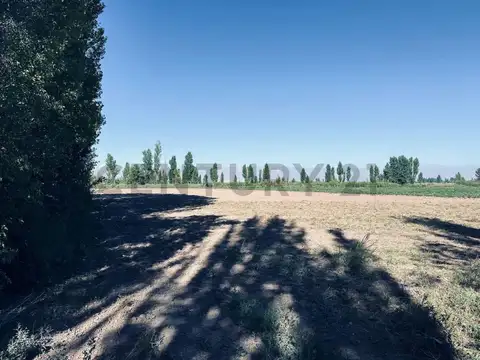 Finca en Venta en Lavalle, Mendoza.