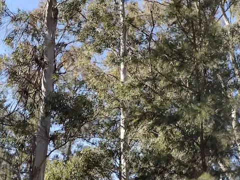 Terreno en Venta de 3000,0 m2