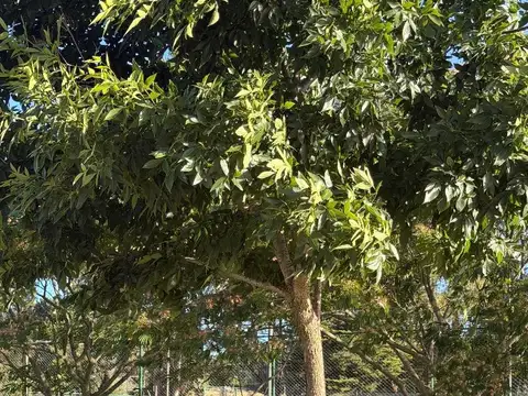 Casa en Alquiler con 2 cocheras