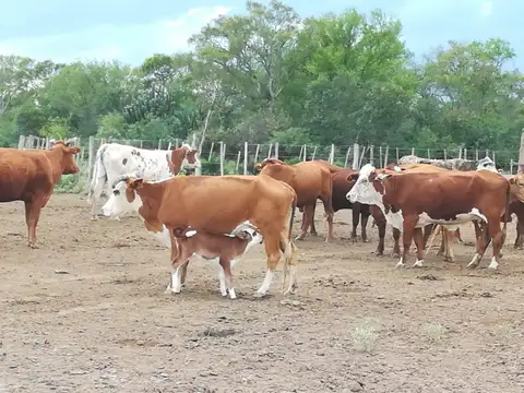 Campo de 2.672 Hectáreas en Pinto, Santiago del Estero