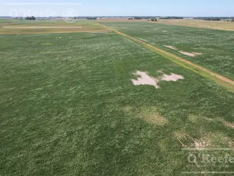 Campo  en venta Mixto de 246 has en Saladillo