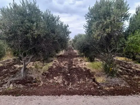 FINCA OLIVICOLA 5,8 HRAS. A LA VENTA EN LAVALLE