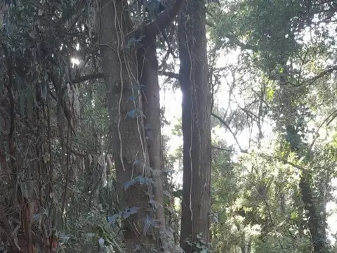 Terreno en Venta 43  mts Fondo