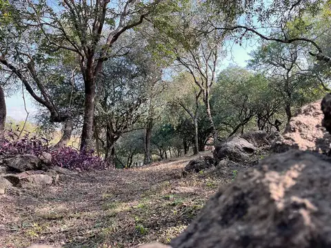 El Hornero 100