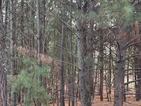 Campo en Venta Forestal