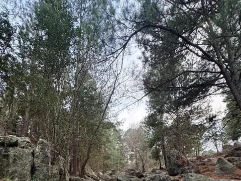 Campo en Venta de 200  ha