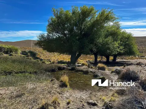 Campo en venta, 565 ha