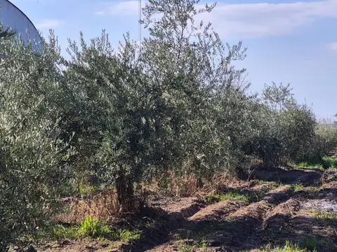 Ozamis Sur 2820, Mendoza 2800