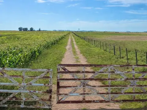 Campo Mixto de 163 Hectáreas en Colonia Barón -LP