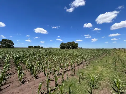 Campo en Balcarce