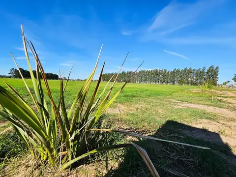 Terreno 320 m2 en EcoLagos Este - Oportunidad - Todos los servicios