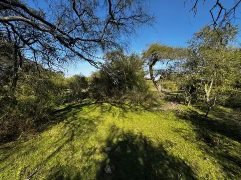 Campo 48 hec Ganadero - Forestal Sauce Corrientes