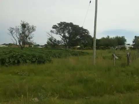 Longa