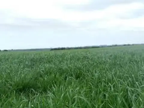 122 ha Ganaderas - Herrera - Sgo del estero