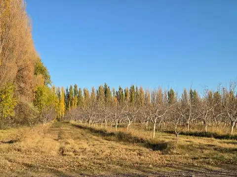 VENTA CHACRA CON NOGALES 13,34 HA, EN CAMPO GRANDE