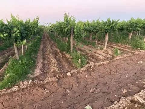 Las violetas 100, Piso 0